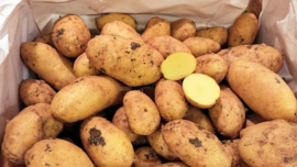 Aardappelen  | Nicola aardappel / Italië - Salento/ Onbehandeld / half vastkokend / 2,5 KILO