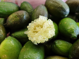 Fingerlime | Lime kaviaar | rond / Marokko / Fingerlime / citrus kaviaar / Kleur: pale-green/ Doosje 500gram