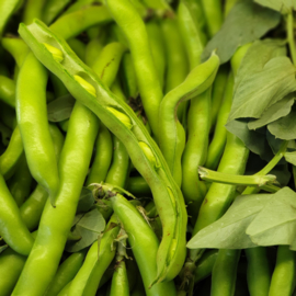 TUINBONEN VERS | MIDDEL | ITALIE | 1 KILO