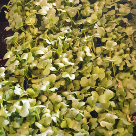 Daikon Cress  | Koppert Cress - NL | 1 stuks