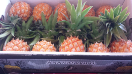 Ananas | Baby ananas / Mini ananas / rijp geoogst / Mauritius / doos 10 stuks - 3,5kg