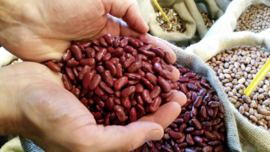 Kidneybeans red / Canada / Rode nierbonen / Oogstjaar 202 / 0,5 kilo