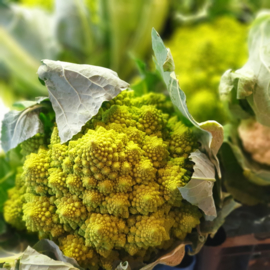 ROMANESCO GROEN | FRACTOLI BLOEMKOOL | ITALIE | 1ST (GROOT)