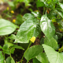 Sechuan Buttons / Szechuan buttons / ABC kruid | Buzz buttons / Bloemhoofdjes / Koppert Cress /  NL / Bakje 30 stuks