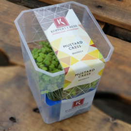 Mosterd Cress  | Koppert Cress - NL | 12 stuks