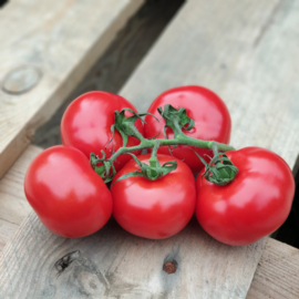 Tasty Tom tomaten / Kas / Nederland / 500gr