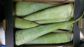 CACTUSBLAD | ALOE VERA | ALOE BARBEDENSIS |  VERSE BLADEREN /  SPANJE / 1 STUKS (1 BLAD, ca 500-700GRAM)