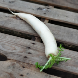 Rettich | daikon | White Mooli | Witte rammenas |  Duitsland | 1 stuks 