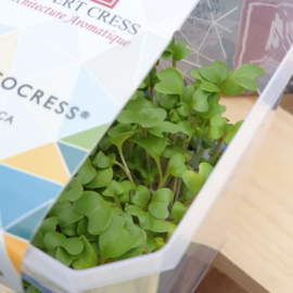 Brocco cress | Koppert Cress - NL | 12 stuks