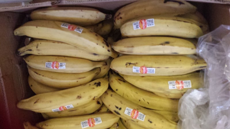 spiegel Ambient Grijpen Banaan / Bakbanaan / bakbananen / Costa Rica / 1 kilo | Bananen |  www.Vers-Bestellen.nl