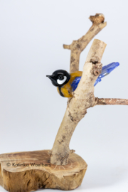 Glazen beeld: koolmeesje van glas op tak