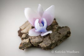 Glaskunst - glazen bloemen: Orchideeen