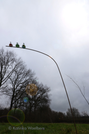 Drie vogels op tak