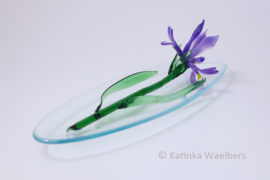 Blauwe iris