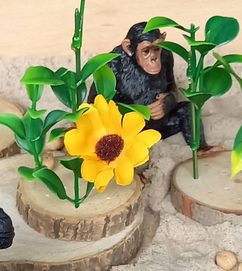Complete Sensorische Speelset Avontuur bij de Chimpansees