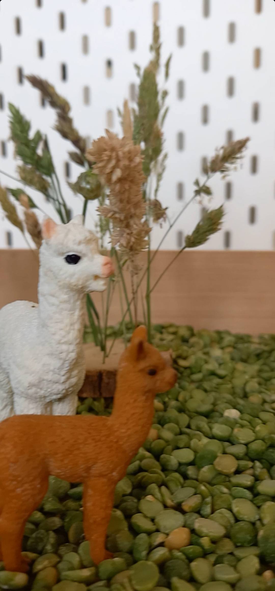 Complete Sensorische Speelset Alpaca's Nature