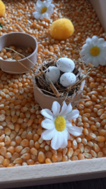 Complete Sensorische Speelset Van Ei tot Kip Lifecycle