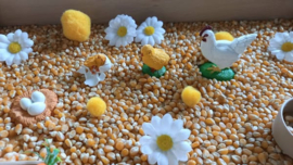 Complete Sensorische Speelset Van Ei tot Kip Lifecycle