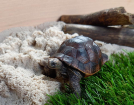 Mojo Reuzenschildpad