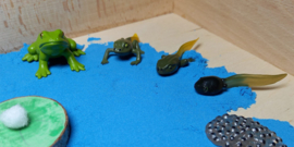 Complete Sensopatische Speelset Het leven van de Kikker