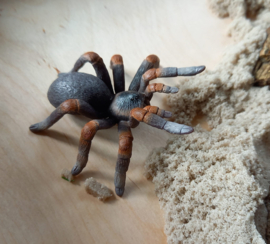 Thema Pakket Spooky Spider