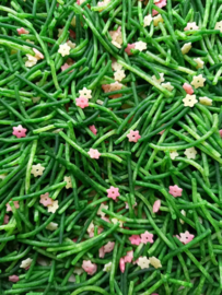 Speelpasta Groen met bloemetjes