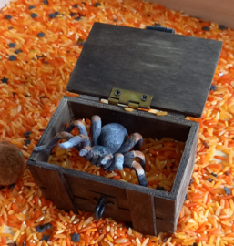 Thema Pakket Spooky Spider