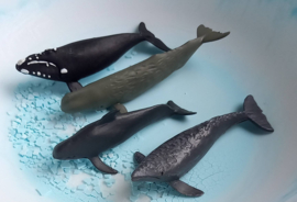Zeedieren set B
