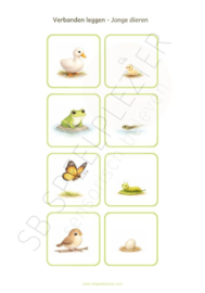 PDF Verbanden leggen - Jonge dieren