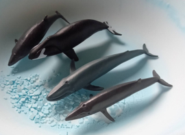 Zeedieren set A