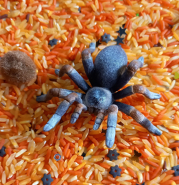 Thema Pakket Spooky Spider