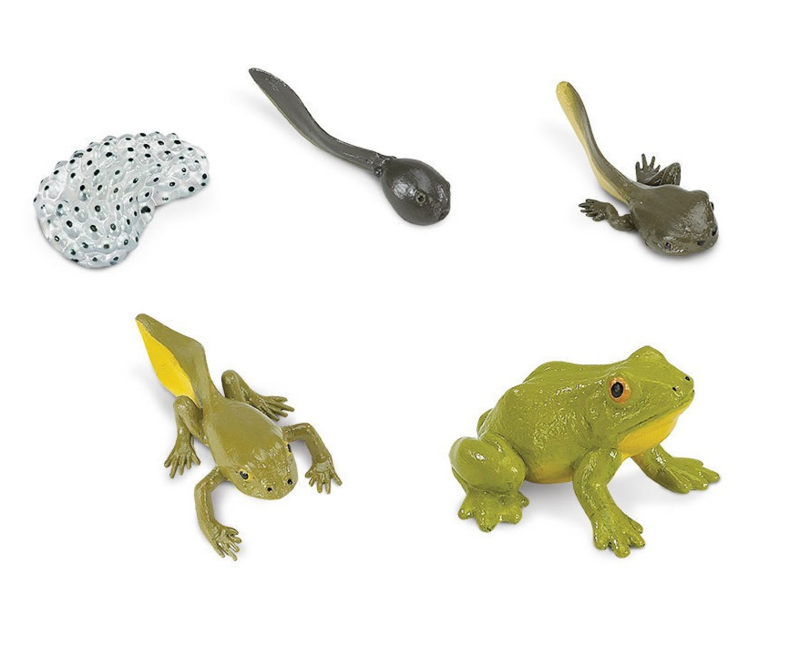 Thema Set Lifecycle Kikker Uitstekers + Speelfiguren