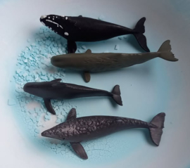 Zeedieren set B