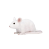 Mojo Farmland Muis
