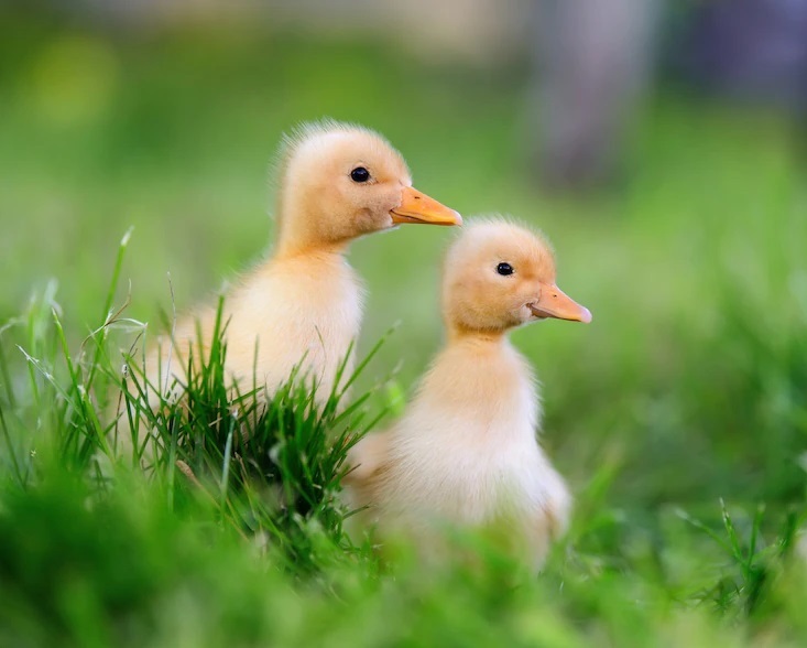 Twee gele kuikentjes in het gras – lentegevoel, jonge dieren en natuur ontdekken