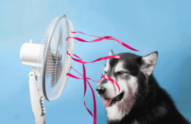 De beste ventilator kopen - Verschillende soorten uitgelegd + 3 TIPS