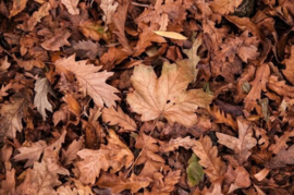 Bladeren opruimen - met gemak de tuin bladvrij