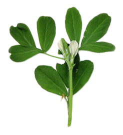 Excellent Fenugreek