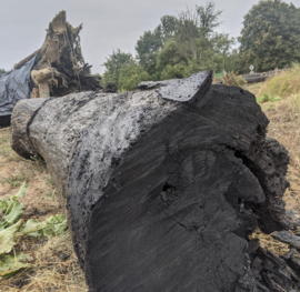 Origineel Moeraseik (Bog Oak/Morta) uit Wit-Rusland - straight grain- (L)