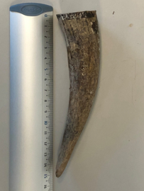 Buffalo Horn (Bubalus arnee bubalis)