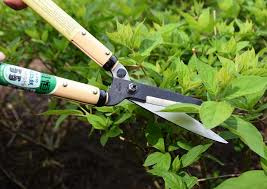 Japanese pruning shears ST217 Karikomi Basami, 535 mm