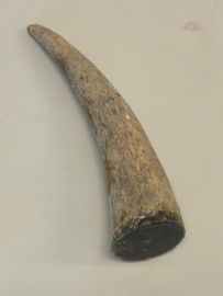Buffalo Horn (Bubalus arnee bubalis)