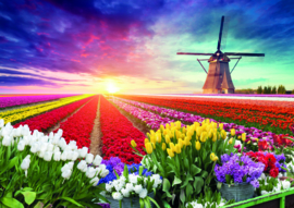 10 stuks poster op karton molen kleurig tulpenveld POS-0042 posters (20.8Cm / 29.5Cm)