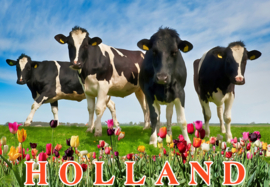 12 stuks 3D koelkastmagneet 3D-NLD002