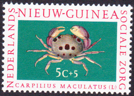 Plaatfout Ned. Nieuw Guinea 78 PM6 Postfris