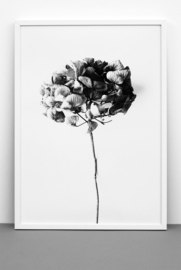Poster Flower