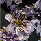 Simple Tunic  (ZF-TU-1005-SLK) U68021-Brushed Flower Purple