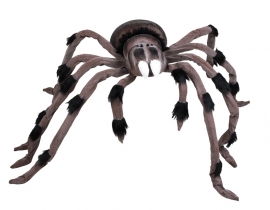 Huge poison spider