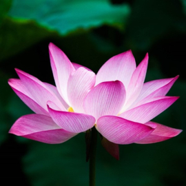 Lotus Blush