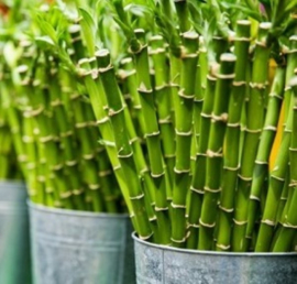 Geurolie Bamboe en Mint - BB704 voor gietzeep